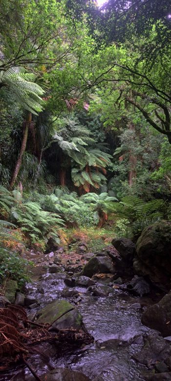 Skerretts Creek - 2026 - © wainuiomata.net