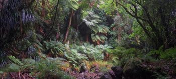 Native bush in Skerretts Gully - 2026 - © wainuiomata.net