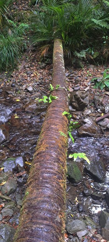 Fallen Nikau in Skerretts Creek - 2026 - © wainuiomata.net