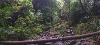 Fallen Nikau Palm in Skerretts Creek - 2026 - © wainuiomata.net