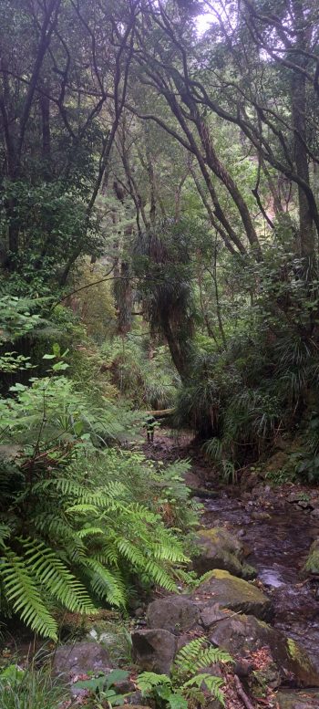 Skerretts Creek- 2026 - © wainuiomata.net