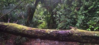 Fallen tree over Skerretts Creek- 2026 - © wainuiomata.net