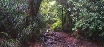 Skerretts Creek- 2026 - © wainuiomata.net