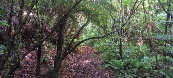 Old road / track to Skerretts Creek Water Catchment - 2026 - © wainuiomata.net
