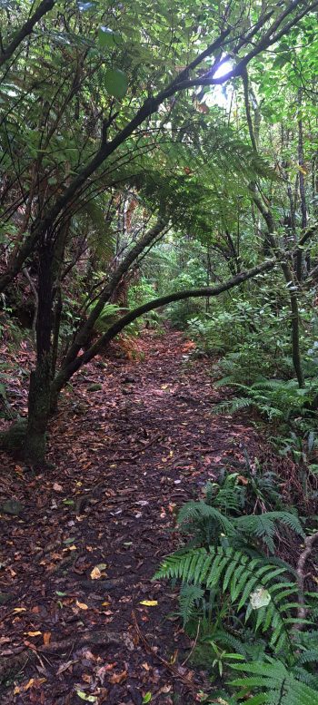 Old road / track to Skerretts Creek Water Catchment - 2026 - © wainuiomata.net