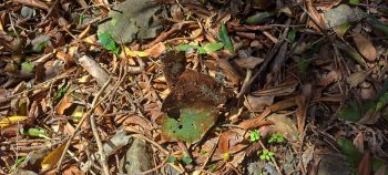 Kittyhawk plane part - 2026 - © wainuiomata.net