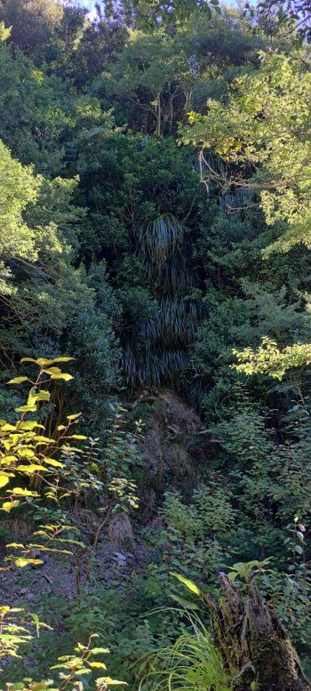 Skerretts Creek Valley - 2026 - © wainuiomata.net