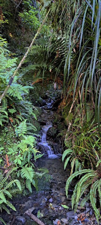 Skerretts Creek - 2026 - © wainuiomata.net