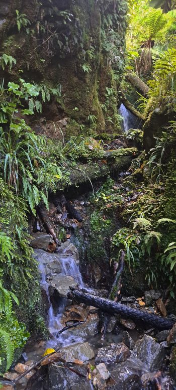 Skerretts Creek - 2026 - © wainuiomata.net