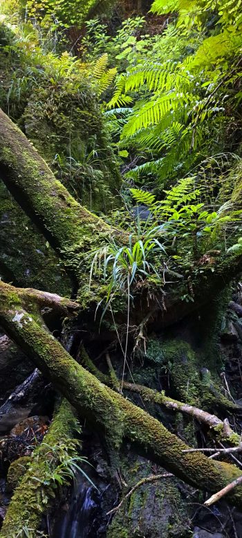 Skerretts Creek - 2026 - © wainuiomata.net