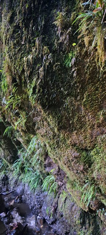 Skerretts Creek rockface - 2026 - © wainuiomata.net