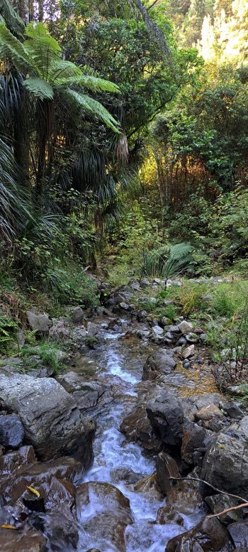 Skerretts Creek - 2026 - © wainuiomata.net