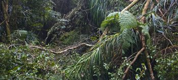 Skerretts Creek Valley storm damage - 2026 - © wainuiomata.net