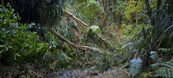 Skerretts Creek Valley storm damage - 2026 - © wainuiomata.net