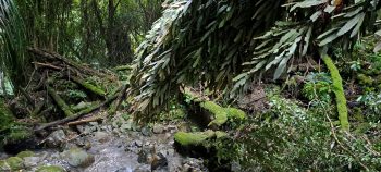 Skerretts Creek Valley storm damage - 2026 - © wainuiomata.net