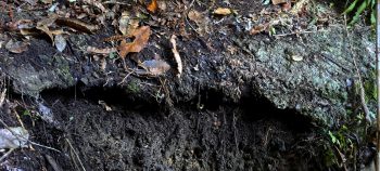 nz7620 Water Race concrete layer over entrance to Water Race at the O-K Pipeline Venturi Meter Hut - 2026 - © wainuiomata.net