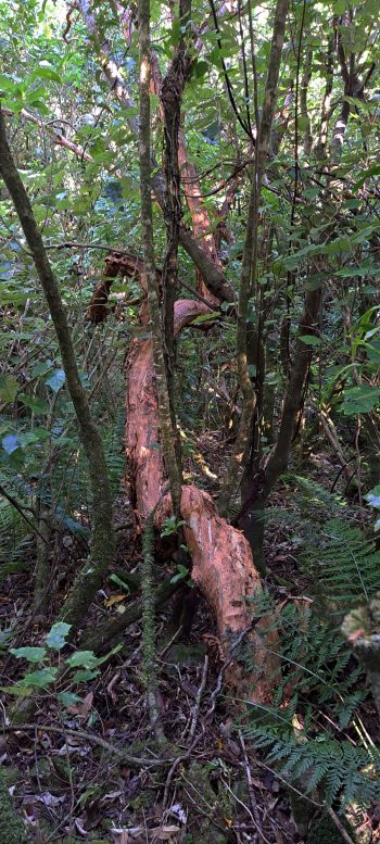 nz7624 Pipe Track hillside - 2026 - © wainuiomata.net