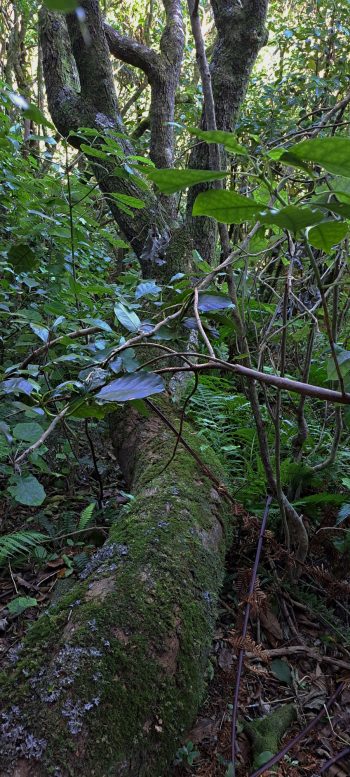 nz7626 Pipe Track hillside - 2026 - © wainuiomata.net