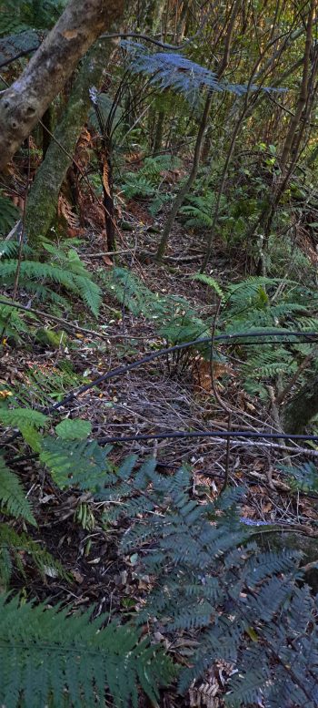 nz7627 Pipe Track - 2026 - © wainuiomata.net