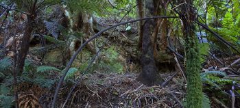 nz7628 Pipe Track - 2026 - © wainuiomata.net