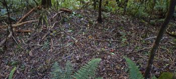 nz7630 Pipe Track - 2026 - © wainuiomata.net