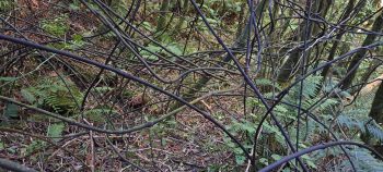 nz7631 Supplejack covering Pipe Track - 2026 - © wainuiomata.net