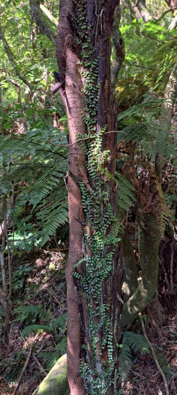 nz7633 Epiphyte tree growing over a tree fern- 2026 - © wainuiomata.net