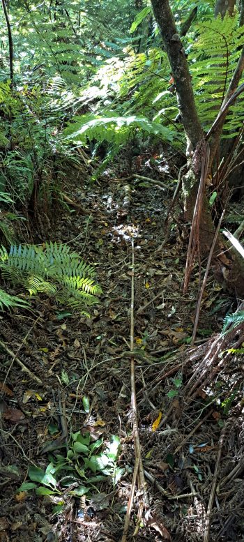 nz7634 Trench section at Pipe Track - 2026 - © wainuiomata.net