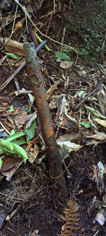 nz7635 Exposed metal pipe or rod at Pipe Track - 2026 - © wainuiomata.net