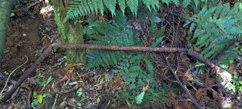 nz7636 Metal pipe or rod found at Pipe Track - 2026 - © wainuiomata.net
