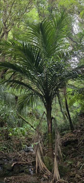 Nikau Palm growing next to Skerretts Creek Tributary - 2026 - © wainuiomata.net