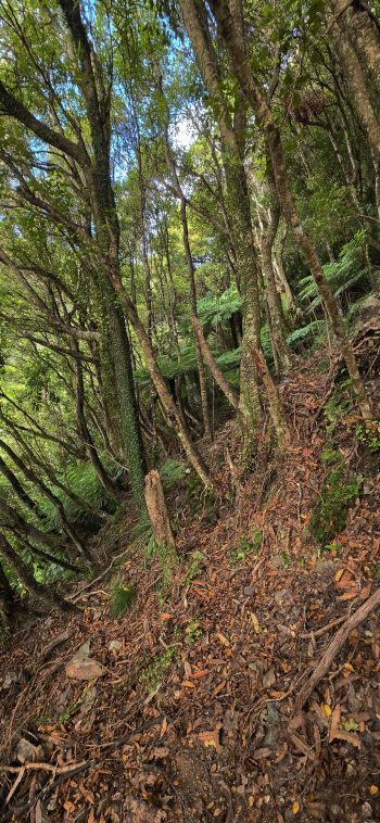 Steep spur above the tributary - 2026 - © wainuiomata.net