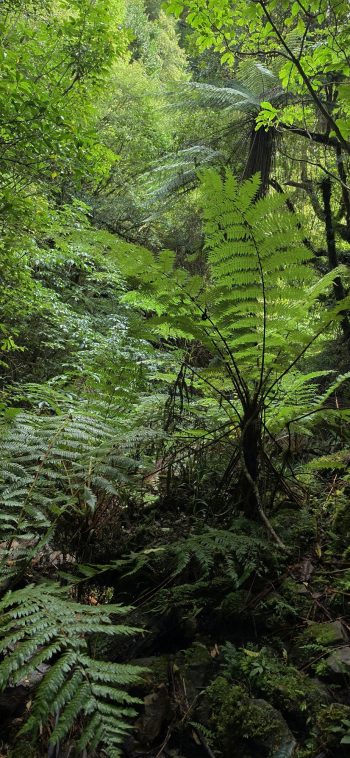 Forest surrounding Nikau Creek - 2026 - © wainuiomata.net