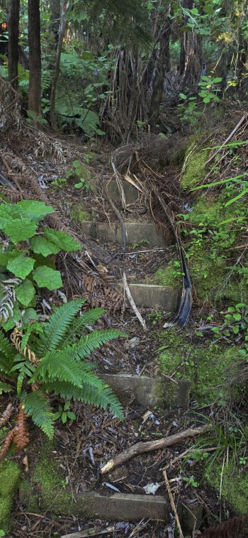 Steps on old track on The Rock at Moores Valley - 2026 - © wainuiomata.net