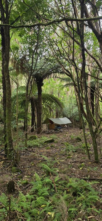 Camping Fly in Nikau Creek Gully - © wainuiomata.net
