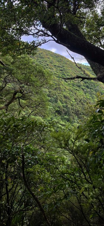 View of Nikau Creek Valley from the Old Whakanui Track - © wainuiomata.net