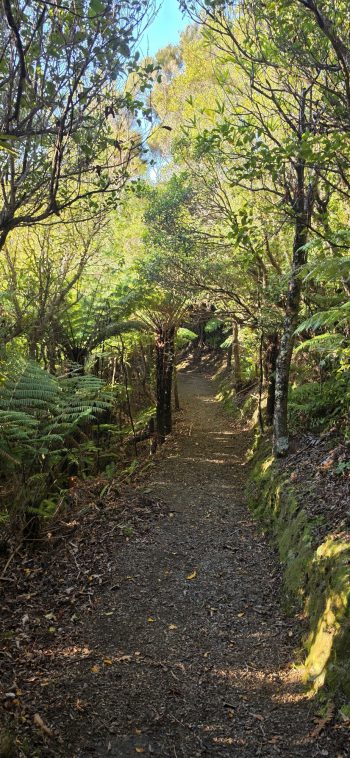 Fern Gully Track - 2026 - © wainuiomata.net