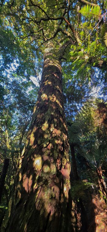 nz8300 Tall tree in the Northern Forest - 2026 - © wainuiomata.net