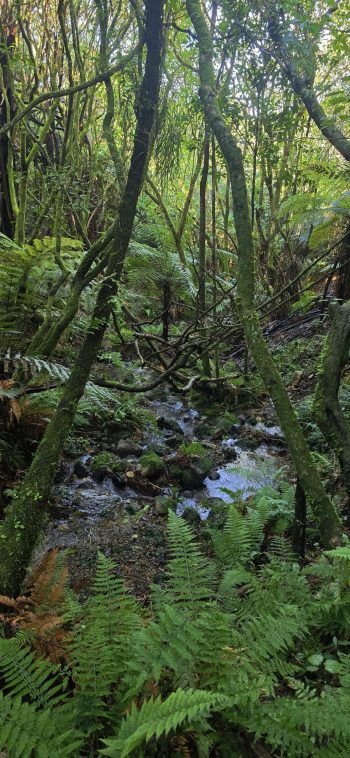 nz8310 Small Creek in the Northern Forest - 2026 - © wainuiomata.net