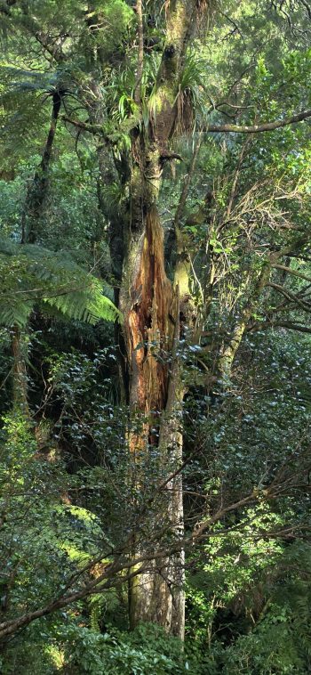 nz8342 Rata in a broadleaf forest - 2026 - © wainuiomata.net