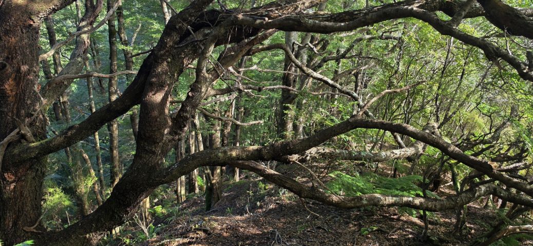 Beech forest - 2026 - © wainuiomata.net