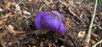 nz8353 Purple mushroom - 2026 - © wainuiomata.net