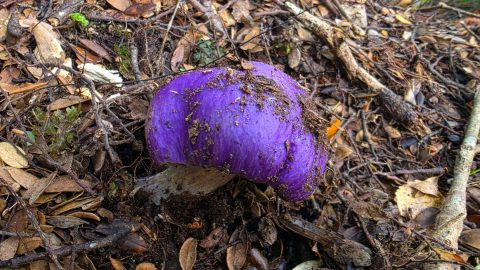 Purple fungus in Wainuiomata- 2026 - © wainuiomata.net