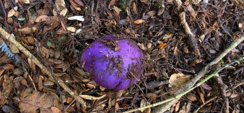 Purple fungus in Wainuiomata- 2026 - © wainuiomata.net