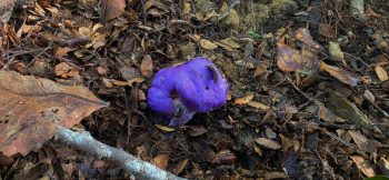 Purple fungus behind Lees Grove - 2026 - © wainuiomata.net