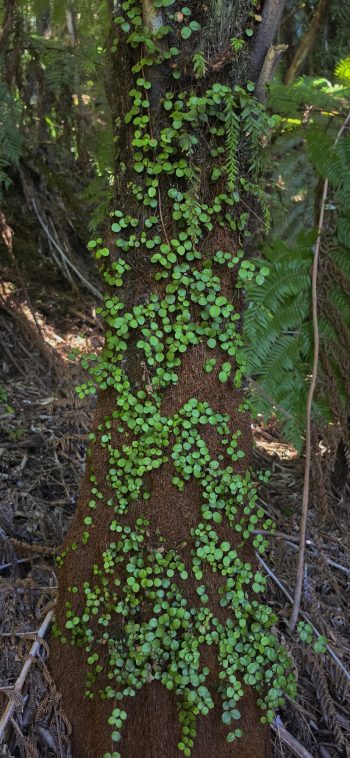 Clinging plant growing on a fern tree - 2026 - © wainuiomata.net