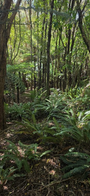 Fern forest behind Lees Grove Track - 2026 - © wainuiomata.net