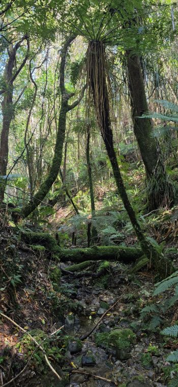 nz8413 Unknown creek in the Northern Forest of Wainuiomata - 2026 - © wainuiomata.net