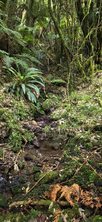 Upper Gollans Stream - 2026 - © wainuiomata.net