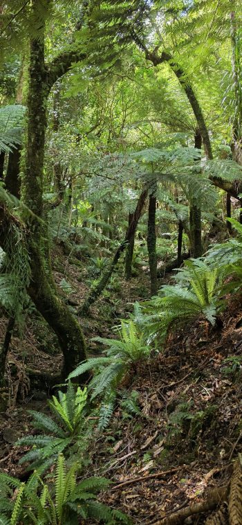 Ferns in gully, Gollans Valley - 2026 - © wainuiomata.net